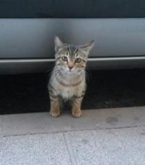 Gatita Marga* Gatita Marga*