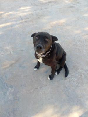 BOBY* BOBY*