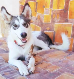 LOBA* LOBA*