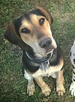 BEAGLE* BEAGLE*