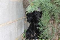 cachorros montaverner* cachorros montaverner*