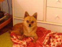 Foxy* Foxy*