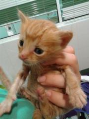 GARFIELD 2* GARFIELD 2*