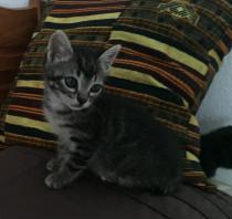 PRINCE* PRINCE*
