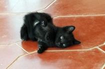 Gaia, Vega y Maya * Gaia, Vega y Maya *