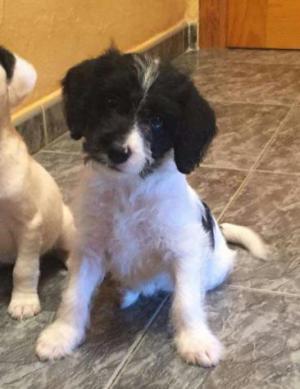 OREO 2* OREO 2*
