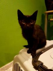 JENNY 2* JENNY 2*