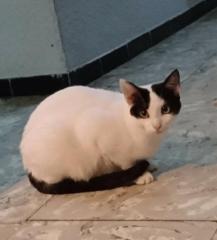 BIMBA BIMBA