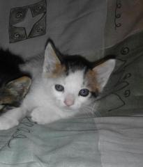 LUCKY 2* (camada rosi) LUCKY 2* (camada rosi)