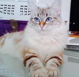 ODILE* ODILE*