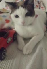 MISOU* MISOU*