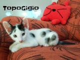TOPOGIGIO*