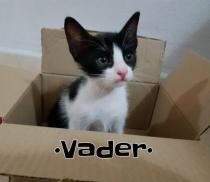 VADER* VADER*