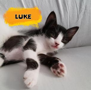 LUKE* LUKE*