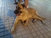 LEON 2* LEON 2*