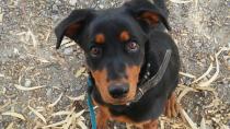 NESKA (CAMADA ROTTY) NESKA (CAMADA ROTTY)