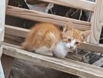 KIT y KAT* KIT y KAT*