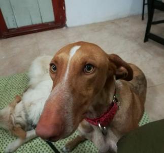 CANELO* CANELO*