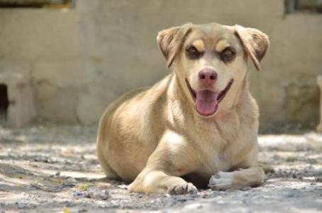 Canela Canela