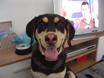 Chico Chico