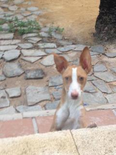 Whisky Whisky
