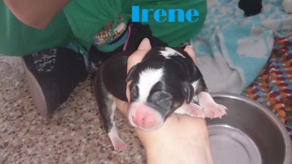 Irene*