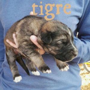 TIGRE 3* (CAMADA MAR*)