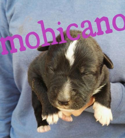 MOHICANO* (CAMADA MAR*)