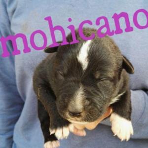MOHICANO* (CAMADA MAR*)