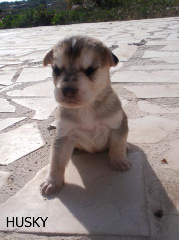 HUSKY* (CAMADA GOLDEN) HUSKY* (CAMADA GOLDEN)