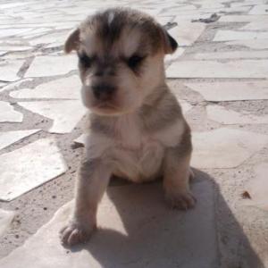 HUSKY* (CAMADA GOLDEN)