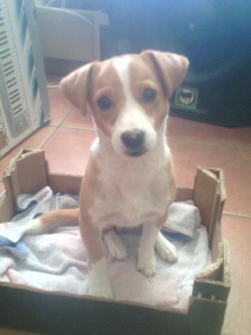 SITO 2*