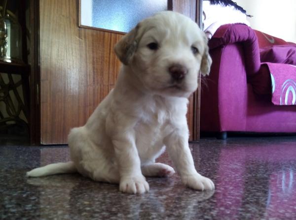 Camada Coco y Mufi *