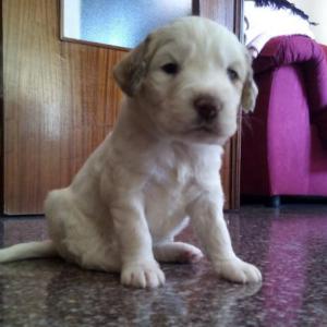 Camada Coco y Mufi *