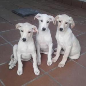 CAMADA GALGOS*