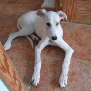 QUICA* (CAMADA GALGO)