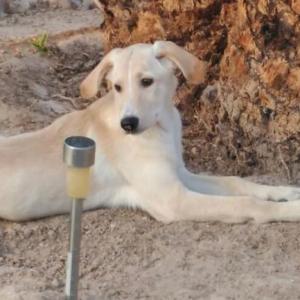 CANELA 7* (CAMADA GALGO)