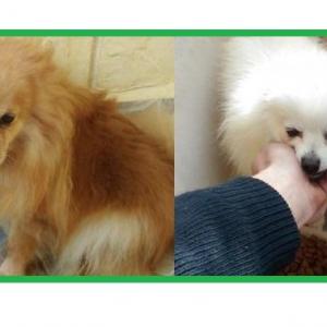 LULU Y TRUDY*