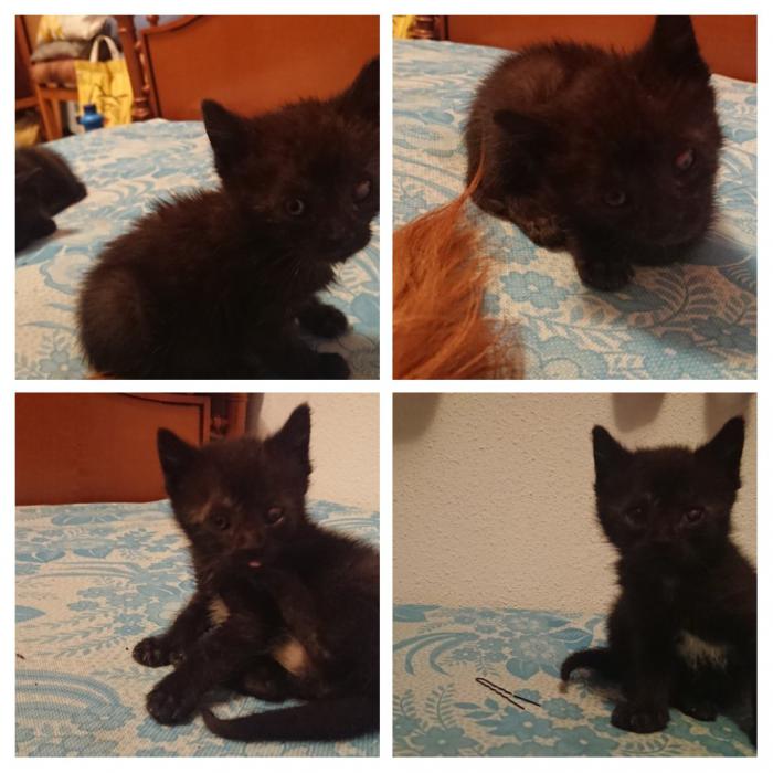HENRY - NEGRE