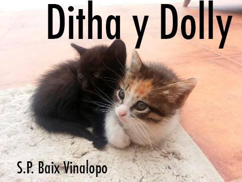 DITHA Y DOLLY DITHA Y DOLLY