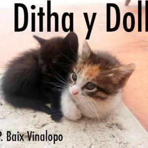 DITHA Y DOLLY