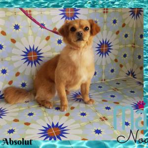 NOA 10*