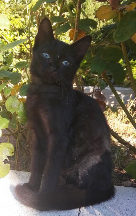 NEGRITO 3*
