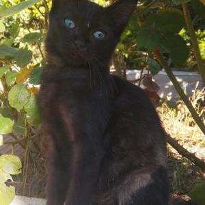 NEGRITO 3*
