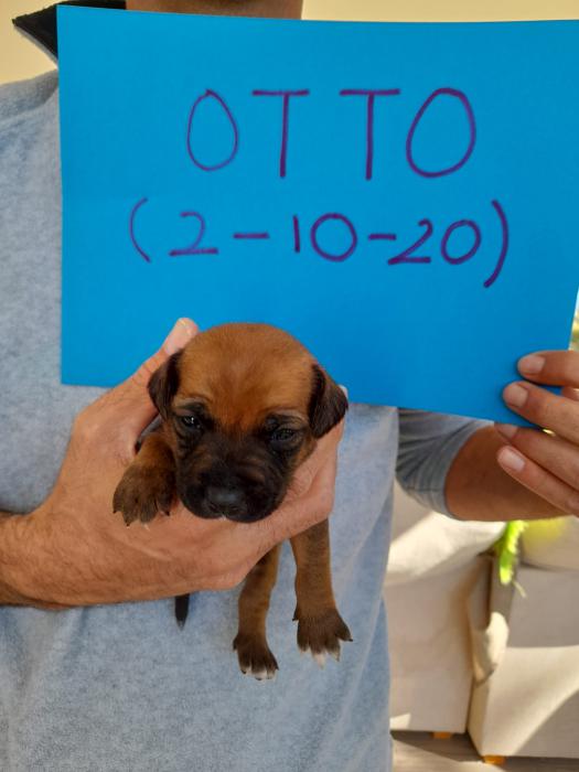 OTTO (CAMADA NEGRITA)*