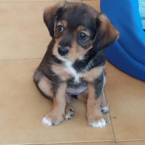 CACHORRO - MESTIZO