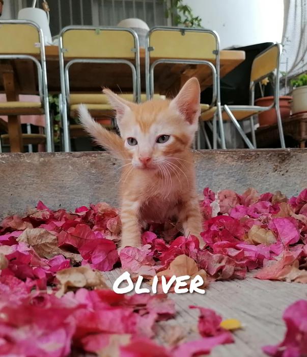 OLIVER*