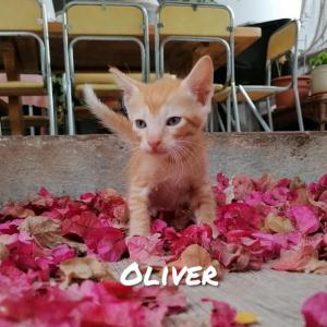 OLIVER*