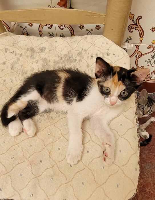 CATI*