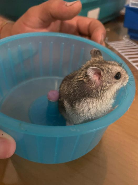 HAMSTER*
